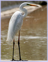 Czapla biaa - Egretta alba