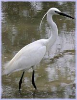 Czapla nadobna - Egretta garzetta