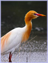 Czapla zotawa - Bubulcus ibis