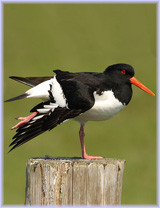 Ostrygojad - Haematopus ostralegus